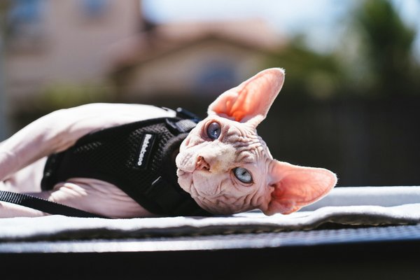 How do you prepare for the arrival of a Sphynx cat, taking into account their unique skin and temperature sensitivity?
