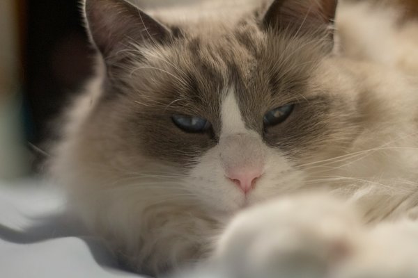 Unlocking Happiness: Essential Tips for Keeping Your Indoor Ragdoll Cat Mentally Engaged
