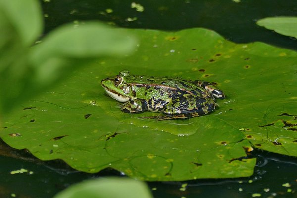 How do UK's water quality regulations affect the breeding grounds of amphibians?