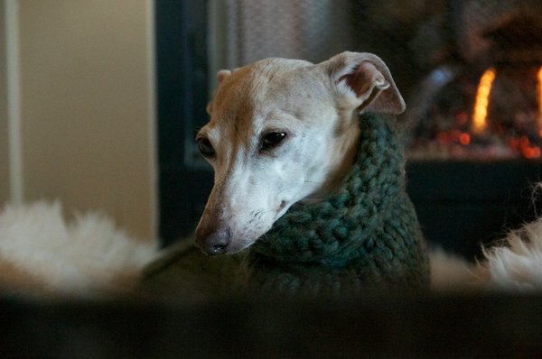 What should you consider before adopting a rescue greyhound in the UK?