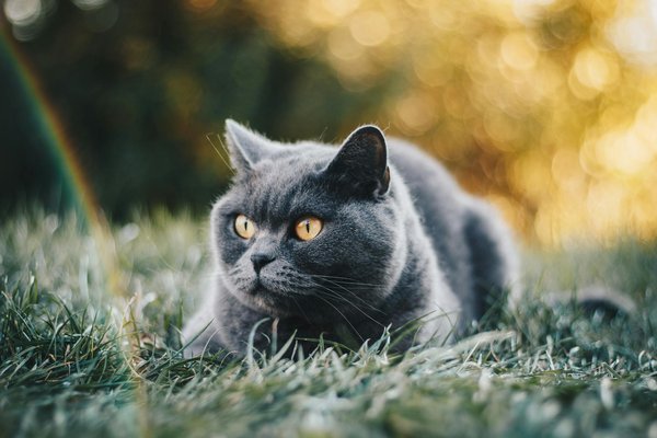 Unlocking Your British Shorthair"s Potential: A Guide to Training Your Cat for Fun Tricks