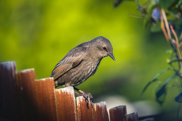 How to recognize signs of disease in UK garden birds and what actions to take?